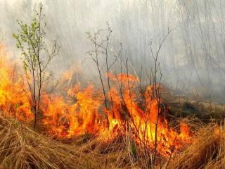 Екологічні наслідки спалювання сухої трави